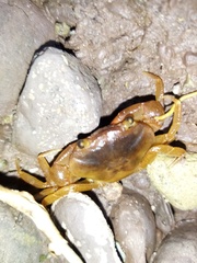 Pseudothelphusidae