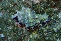 Hexaplex trunculus