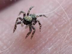 Pseudeuophrys erratica