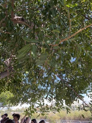 Cupaniopsis anacardioides