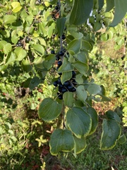 Rhamnus cathartica