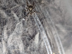 Pseudeuophrys erratica