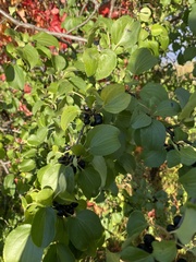 Rhamnus cathartica