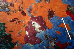 Spirastrella cunctatrix