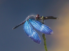 Zenithoptera lanei