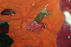 Serpula vermicularis