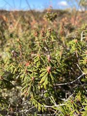 Rhododendron tomentosum