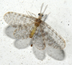 Nallachius americanus