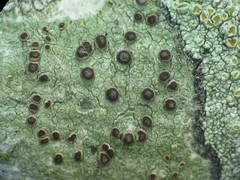 Obscuroplaca camptidia