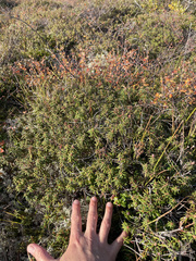 Rhododendron tomentosum