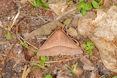 Epidesmia chilonaria