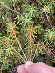 Rhododendron tomentosum