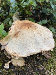 Agaricus augustus