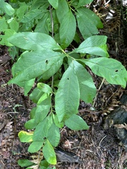 Oemleria cerasiformis