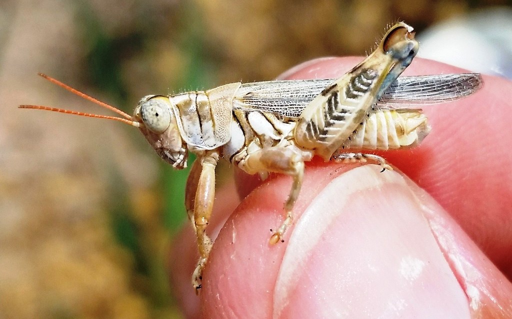 Narrow-winged Saltbush Grasshopper