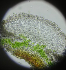 Obscuroplaca camptidia