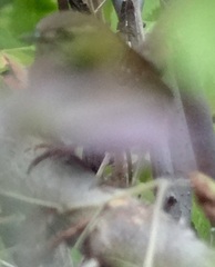 Troglodytes hiemalis