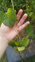 Ampelomyia vitispomum