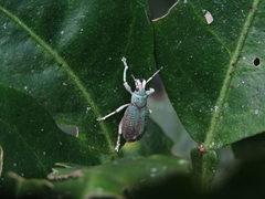 Compsus viridivittatus