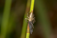 Oxyopes gracilipes