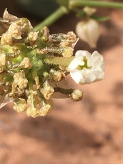 Abronia elliptica