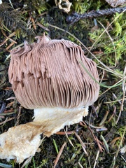 Agaricus augustus