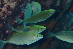 Marbled Spinefoot photo 2