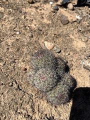 Mammillaria dioica dioica