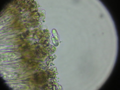 Obscuroplaca camptidia