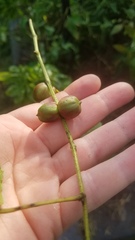 Ampelomyia vitispomum