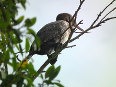 Nannopterum brasilianum brasilianum