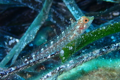 Tripterygion delaisi