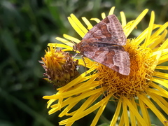 Euclidia glyphica