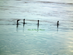 Nannopterum brasilianum brasilianum