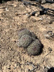 Mammillaria dioica dioica