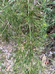 Baloskion tetraphyllum