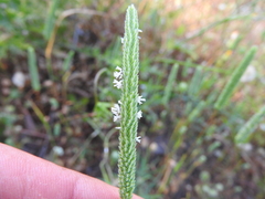 Phleum subulatum