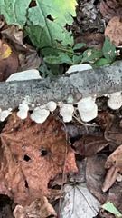 Trametes conchifer