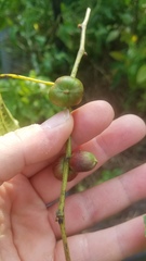 Ampelomyia vitispomum