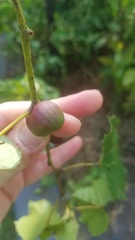 Ampelomyia vitispomum