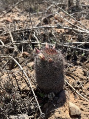 Mammillaria dioica dioica