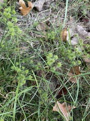 Cyperus echinatus