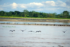 Nannopterum brasilianum brasilianum