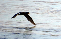 Nannopterum brasilianum brasilianum