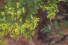 Jacksonia ramosissima