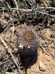 Mammillaria dioica dioica