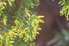 Jacksonia ramosissima