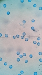 Clavulinopsis appalachiensis