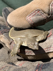 Apalone spinifera guadalupensis