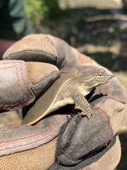 Apalone spinifera guadalupensis